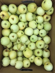 Fresh green and tasty apples on the market 