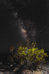 Bush and Milky Way