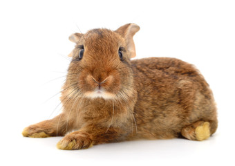 Brown rabbit on white.