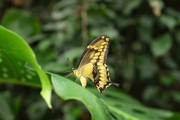 Papilio thoas