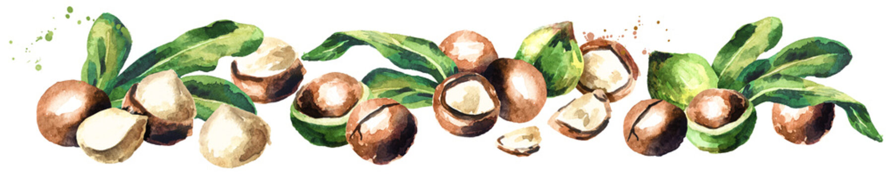 Macadamia nuts panoramic image on white background. Watercolor hand drawn illustration