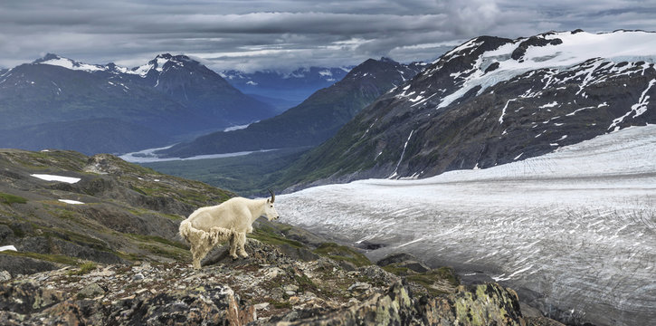 Mountain goat on the Exit glacier, Akaska, USA