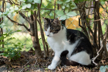 Small cat sits under the bush