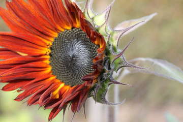Blüte der Sonnenblume