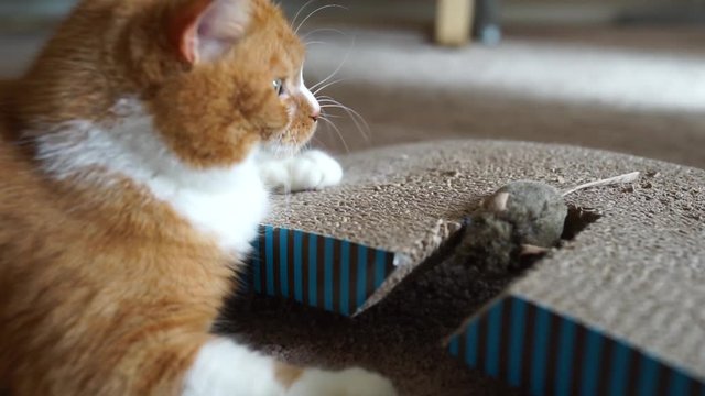Рыжий кот играет с игрушечной мышью в апартаментах на бежевом ковровом покрытии