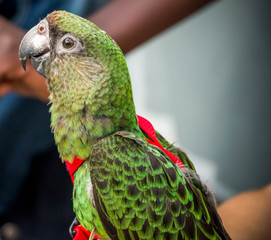 perroquet 1