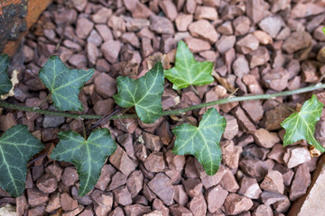 Ivy vine crawling over brown gravel traditional footpath