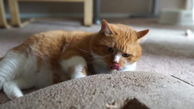 Рыжий кот играет с игрушечной мышью в апартаментах на бежевом ковровом покрытии