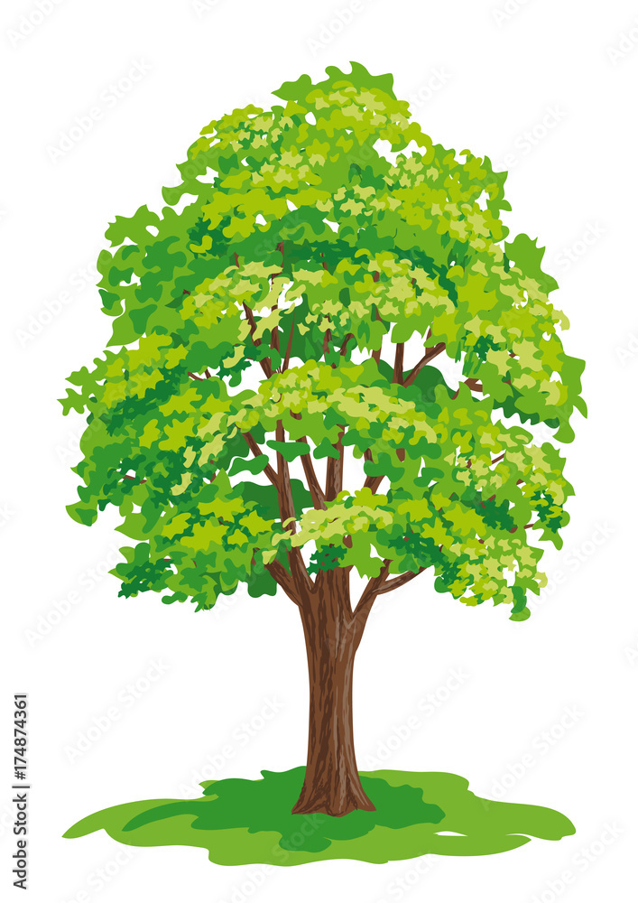 Wall mural vector drawing of maple tree