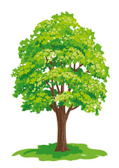 Vector drawing of maple tree - obrazy, fototapety, plakaty
