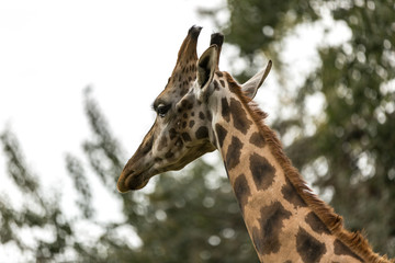 occhi della giraffa. la testa della giraffa