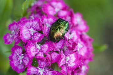 bug on a beautiful flower in summer