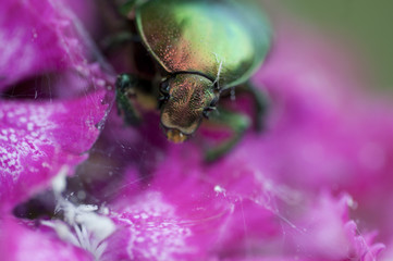 bug on a beautiful flower in summer