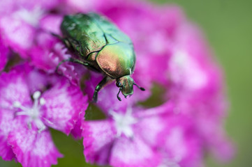 bug on a beautiful flower in summer