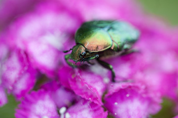 bug on a beautiful flower in summer