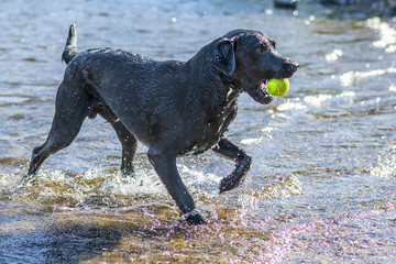 Black Labrador Retriever dog retrieving tennis ball through blue water at Ennerdale in Cumbria, United Kingdom
