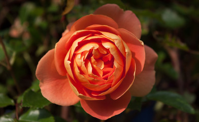 Pat Austin Rose