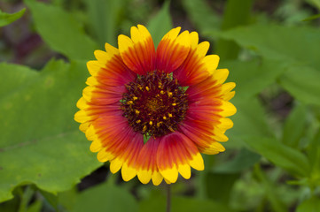 beautiful white flower in the summer garden