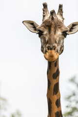 occhi della giraffa. la testa della giraffa