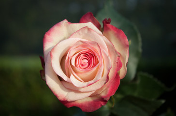 Romantische Rose