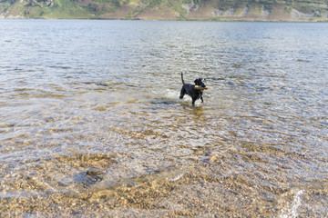 Black Labrador Retriever dog retrieving wooden block through blue water at Ennerdale in Cumbria, United Kingdom