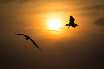 Silhouette low angle view of seagulls flying against sunset.