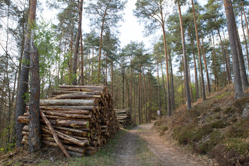 Timber at european forest