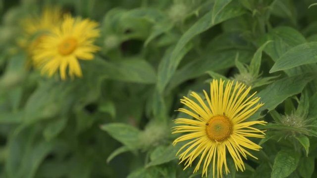 Close detail of Inula flowers blowing in the wind.