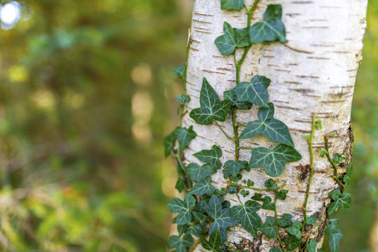 Common ivy, Hedera helix, silver birch, Betula pendula, growing in Ravenglass, Cumbria
