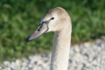 swans in the ornithological Park of Sochi, Krasnodar region