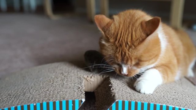 Рыжий кот играет с игрушечной мышью в апартаментах на бежевом ковровом покрытии
