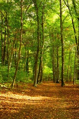 Fototapeta premium Park in autumn