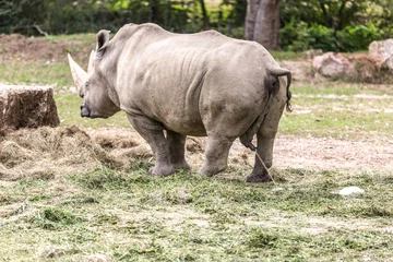 Foto op Plexiglas rinoceronte fa pipi. rinoceronte bianco  © saad