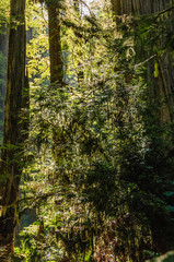 Fototapeta premium Redwood National Forest