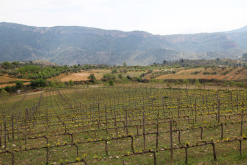 Fototapeta na wymiar Vineyard in Priorat, Spain 