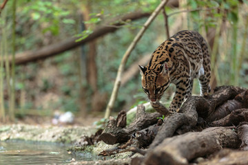 Leopardus pardalis. ocelot. gattopardo. Leopardus pardalis