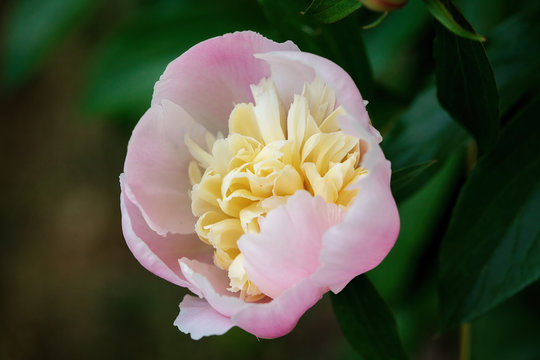 Fototapeta Common peony (Paeonia officinalis)