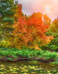 Obraz premium The red tree near the pond.