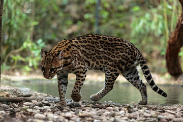 Leopardus pardalis. ocelot. gattopardo. Leopardus pardalis