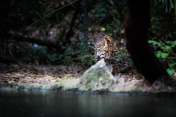 Obraz premium Leopardus pardalis. ocelot. gattopardo. Leopardus pardalis