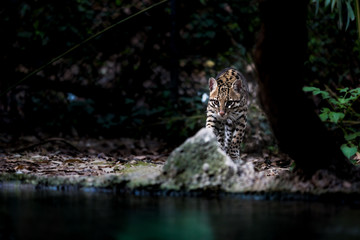 Leopardus pardalis. ocelot. gattopardo. Leopardus pardalis