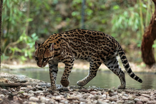 Leopardus pardalis. ocelot. gattopardo. Leopardus pardalis