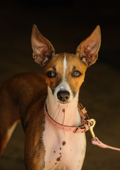 Italian Greyhound dog wearing pink collar and leash