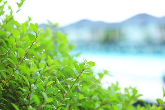 Green plants and blurred beach houses on background © Africa Studio