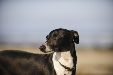 Italian Greyhound dog outdoor portrait against sand and sky