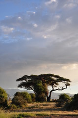Obraz premium The African landscape. Kenya