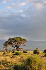 The African landscape. Kenya