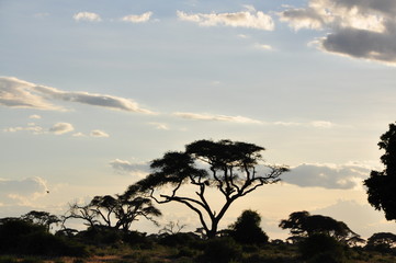 Fototapeta na wymiar The African landscape. Kenya