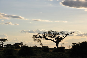 Fototapeta na wymiar The African landscape. Kenya