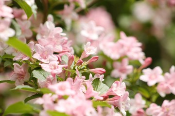 garden flowers weigela florida